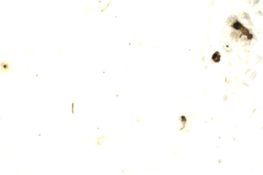 Image 198